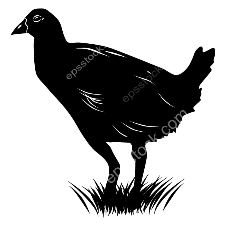 Tasmanian Nativehen bird