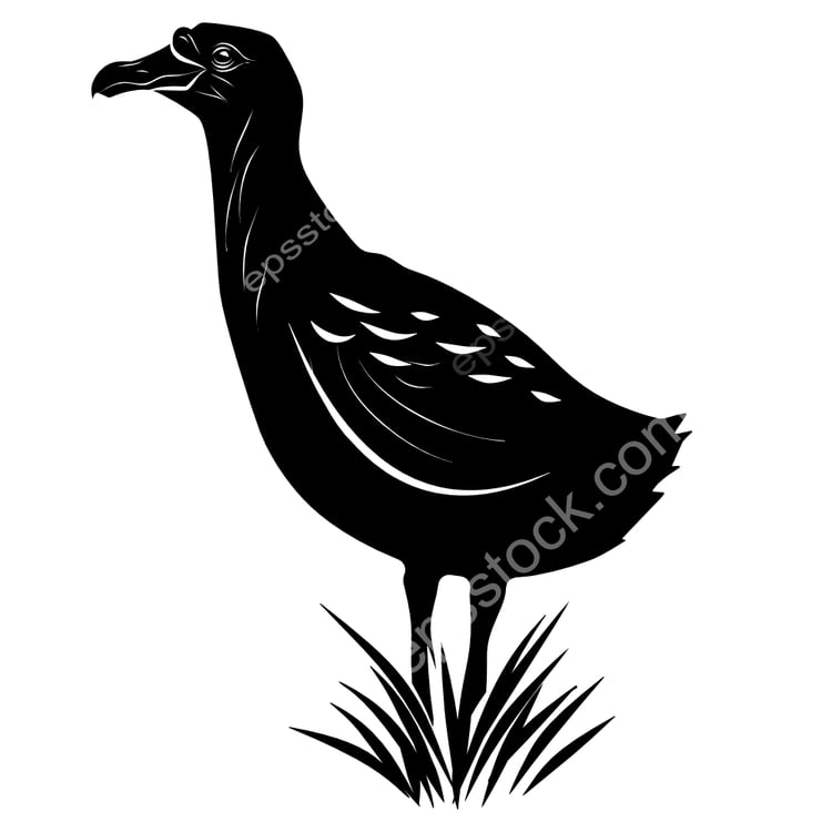 Rodrigues Solitaire bird