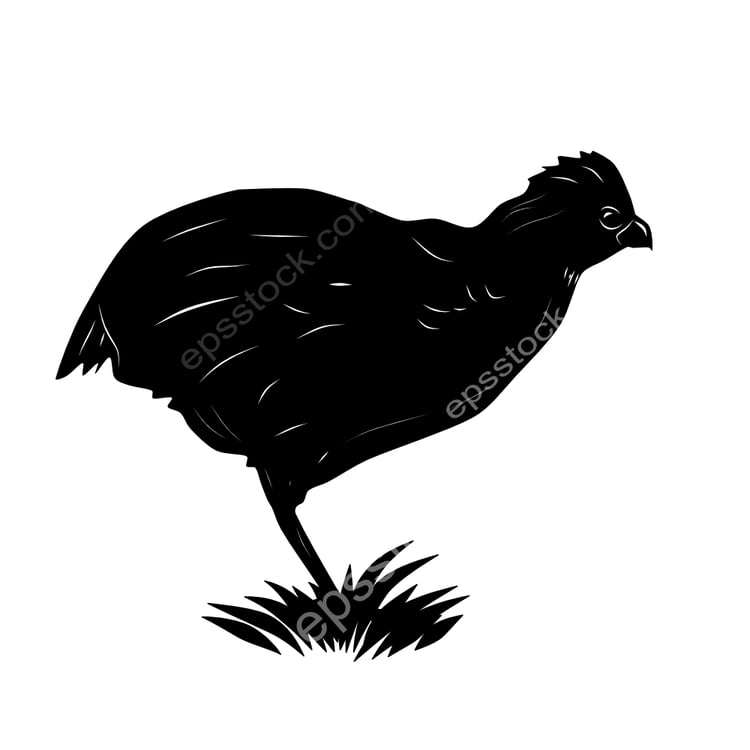 Black-breasted Wood-Quail bird