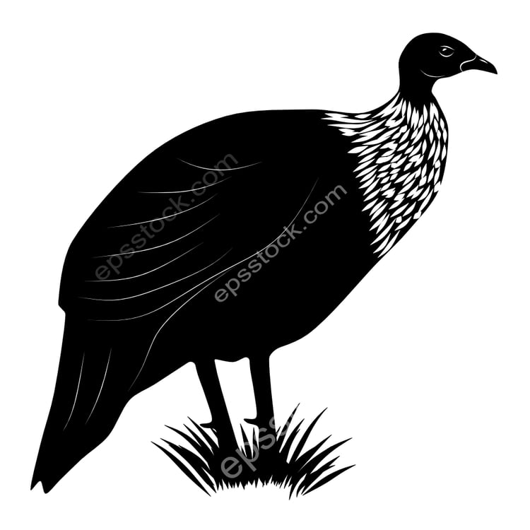 White-breasted Guineafowl bird