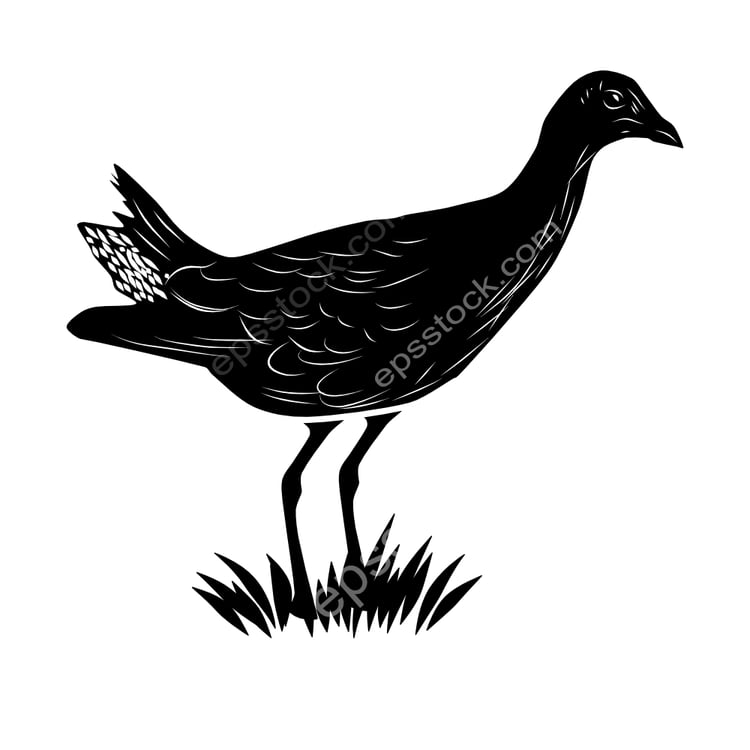 Azure Gallinule bird