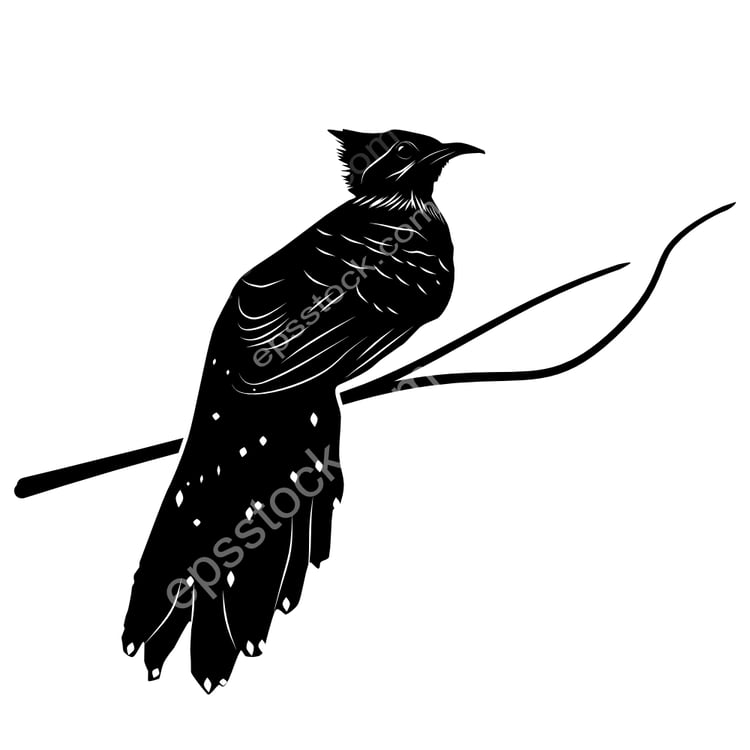 Pavonine Cuckoo bird