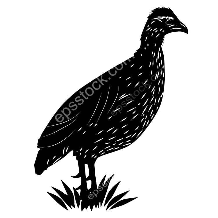 Heuglins Spurfowl bird