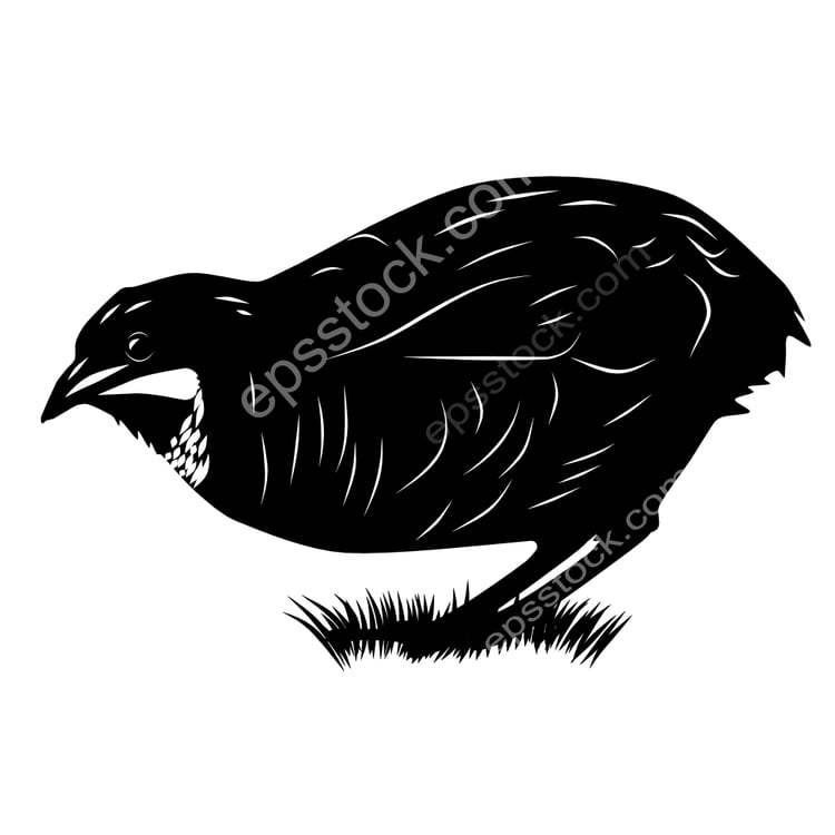 Blue-breasted Quail bird