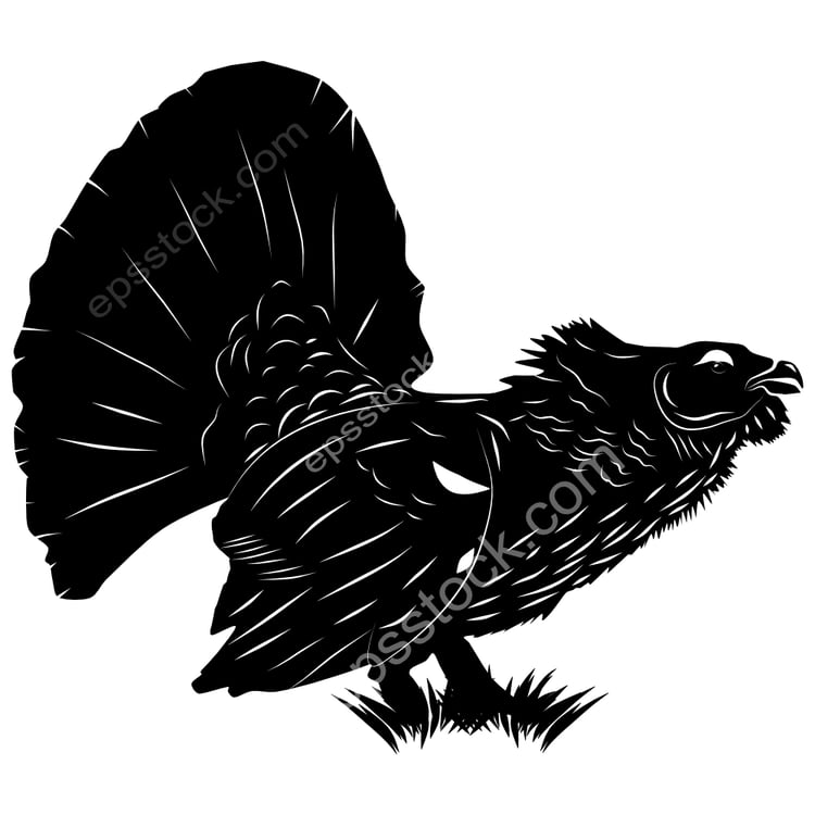 Western Capercaillie bird