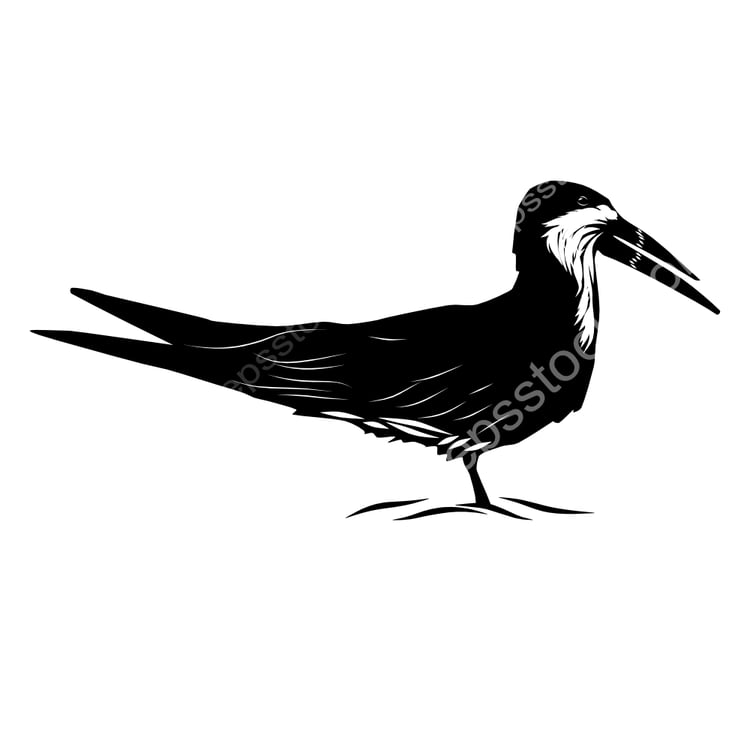 African Skimmer bird