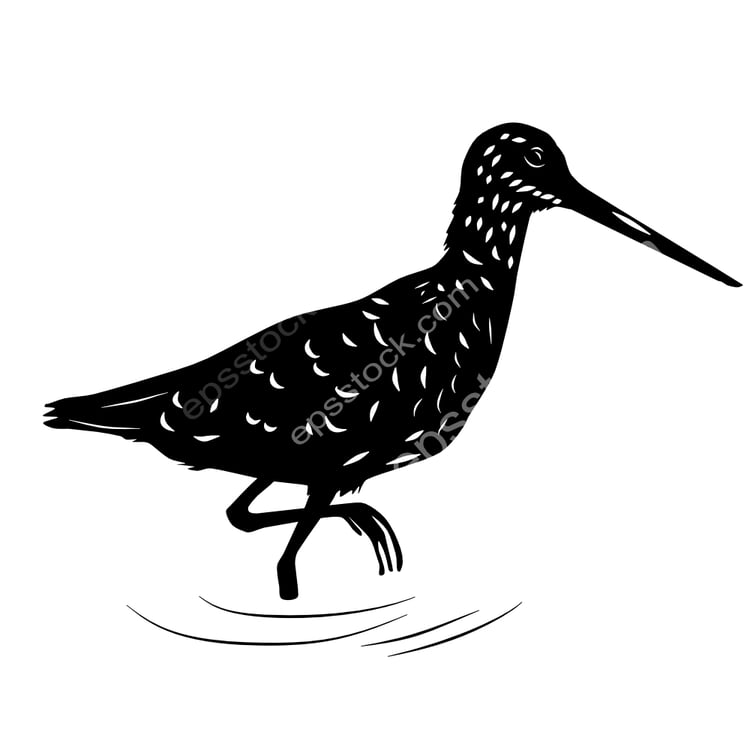 Long-billed Dowitcher bird
