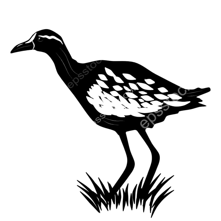 Bronze-winged Jacana bird