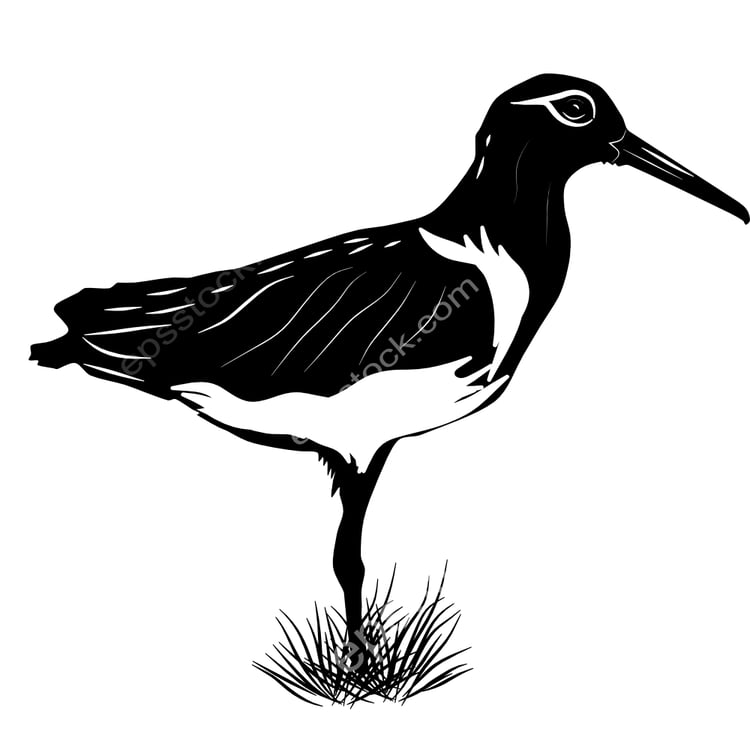 South American Painted-Snipe bird