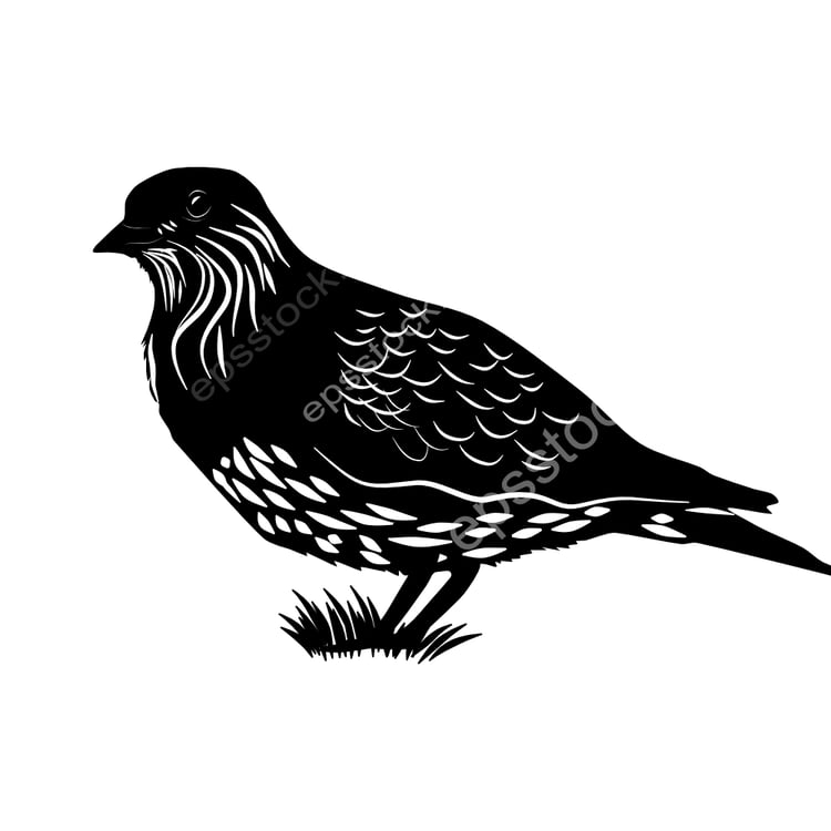 Least Seedsnipe bird