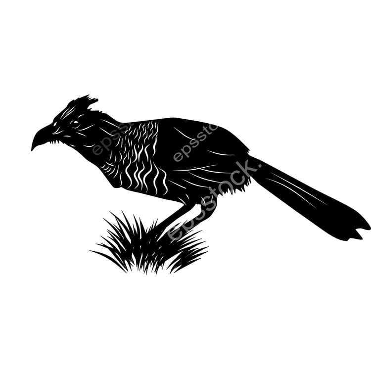 Banded Ground-Cuckoo bird