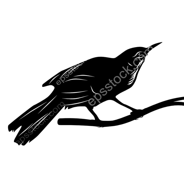 Slender-billed Greenbul bird