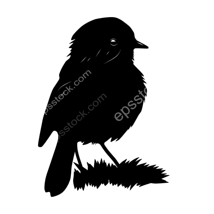 Black Robin bird