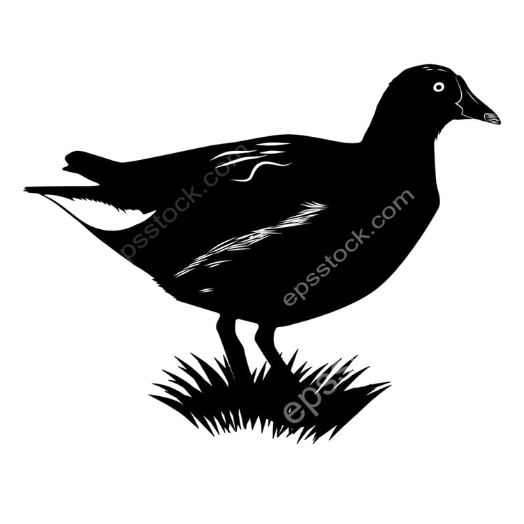 Eurasian Moorhen bird