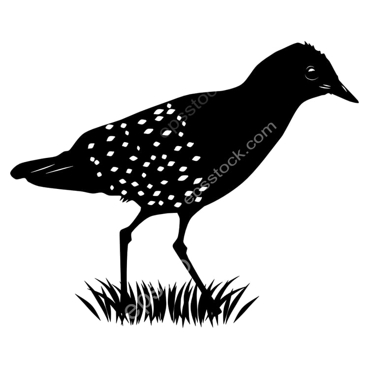 White-spotted Flufftail bird