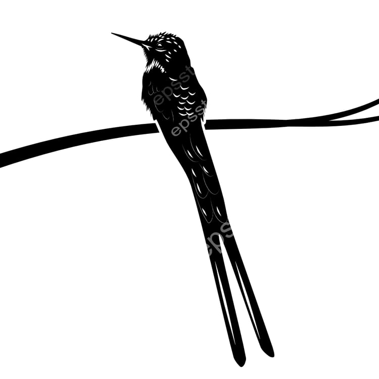 Violet-tailed Sylph bird