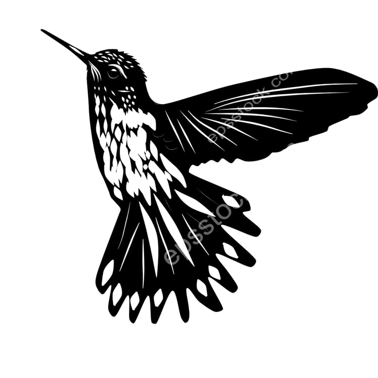 Ecuadorian Piedtail bird