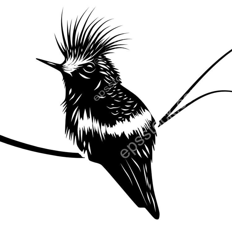 Peacock Coquette bird