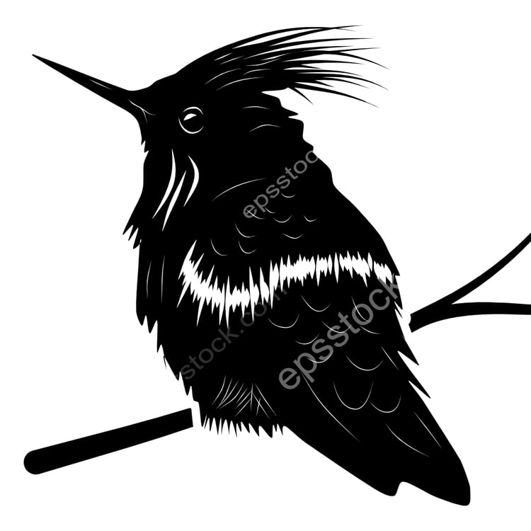 Rufous-crested Coquette bird