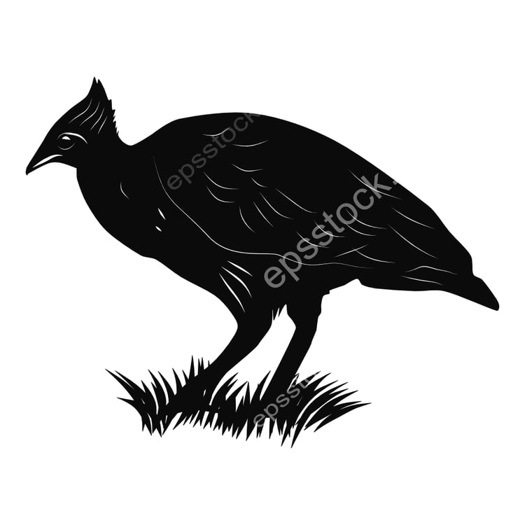 Orange-footed Megapode bird