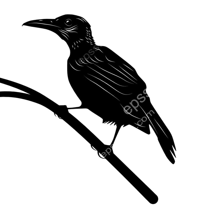 Tanimbar Oriole bird