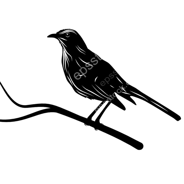 Chilean Mockingbird bird