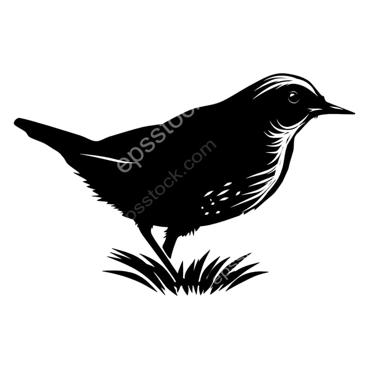 White-capped Dipper bird