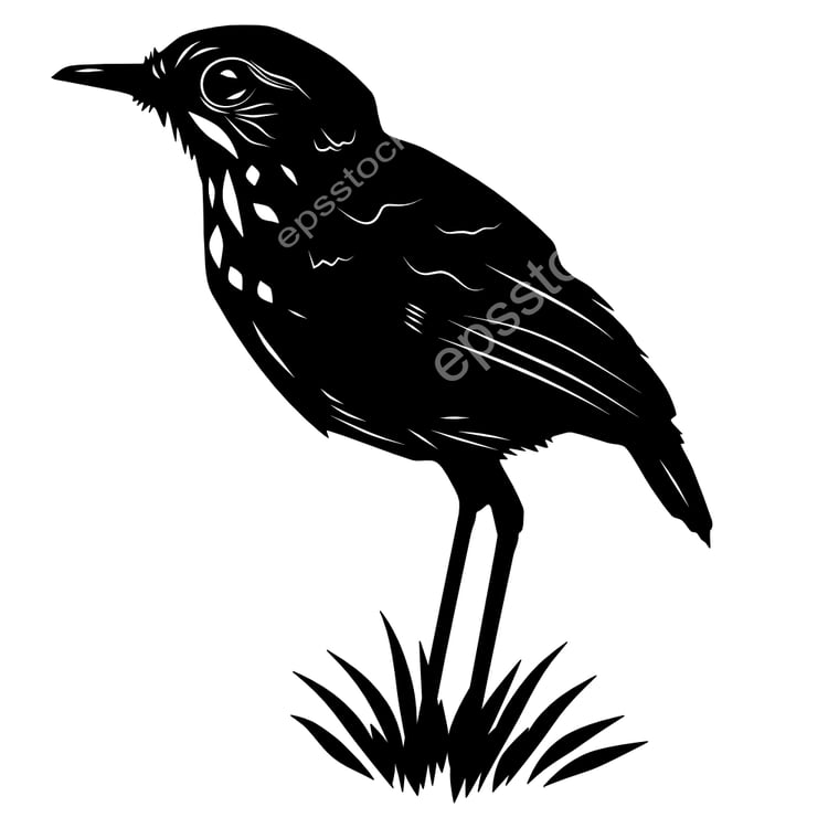 White-bellied Antpitta bird