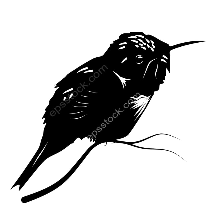 Scintillant Hummingbird