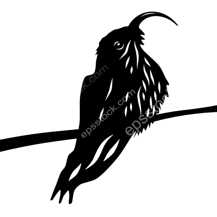 White-tipped Sicklebill bird