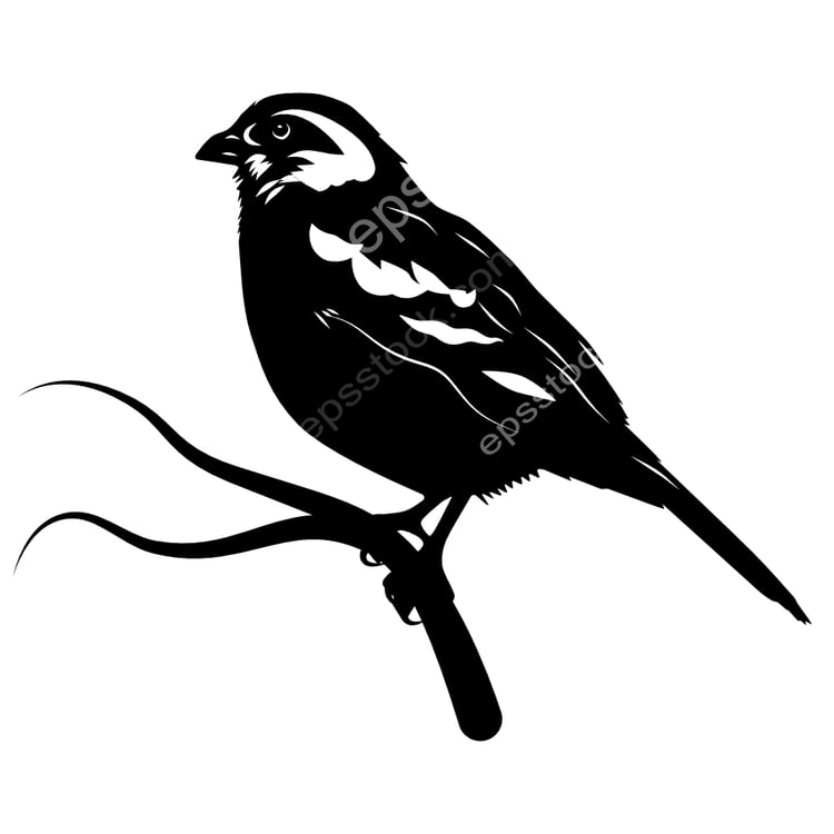 Rufous-tailed Plantcutter bird