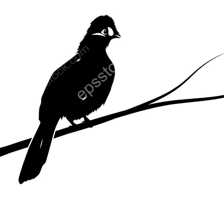 Hartlaubs Turaco bird