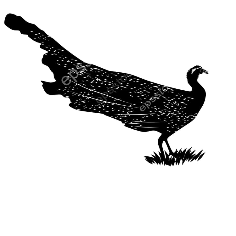 Malayan Crested Argus bird