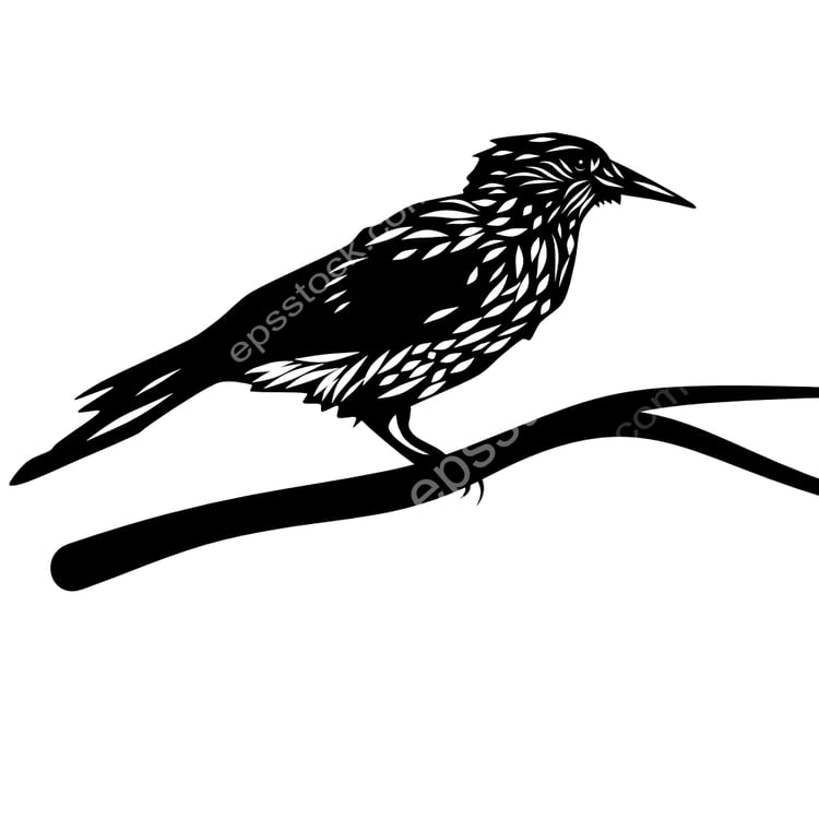 Kashmir Nutcracker bird