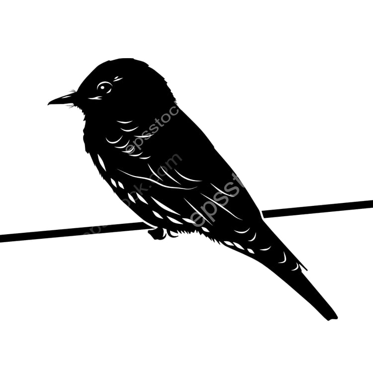 Cliff Flycatcher bird