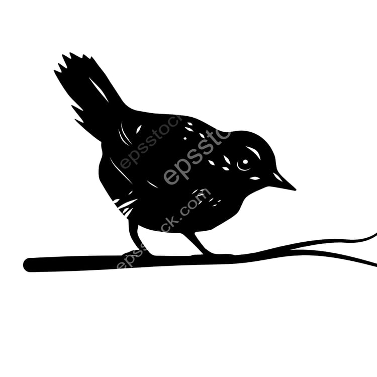 White-winged Tapaculo bird