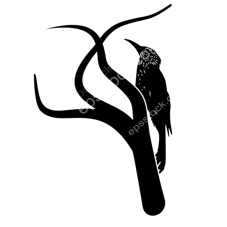 Spotted Woodcreeper bird