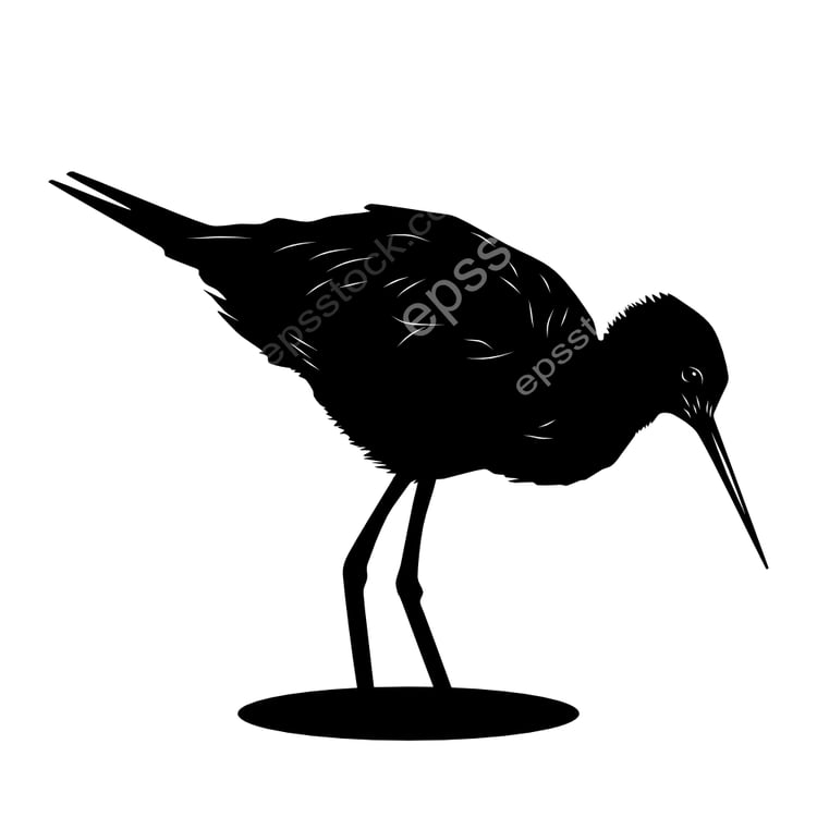 Black Stilt bird