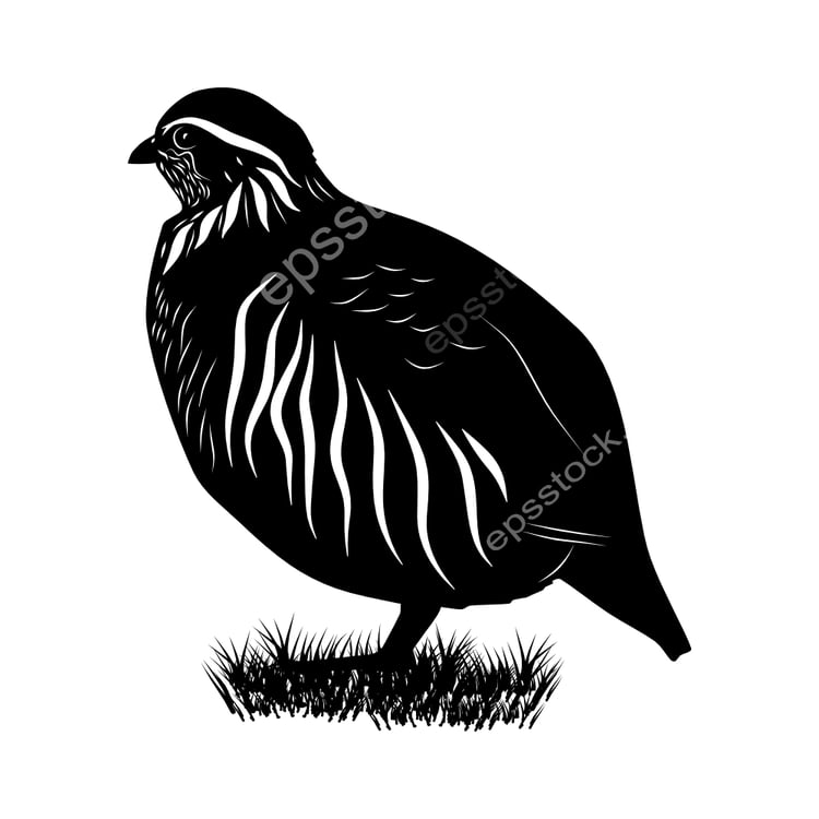 Udzungwa Partridge bird