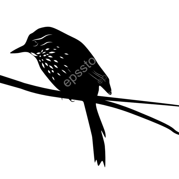 Guttulate Foliage-gleaner bird