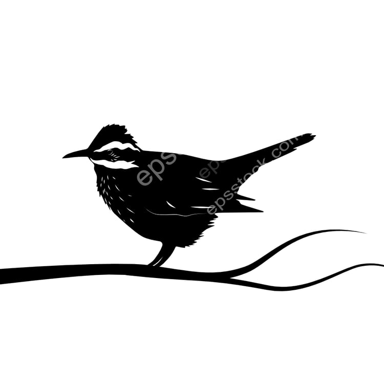 Dark-bellied Cinclodes bird