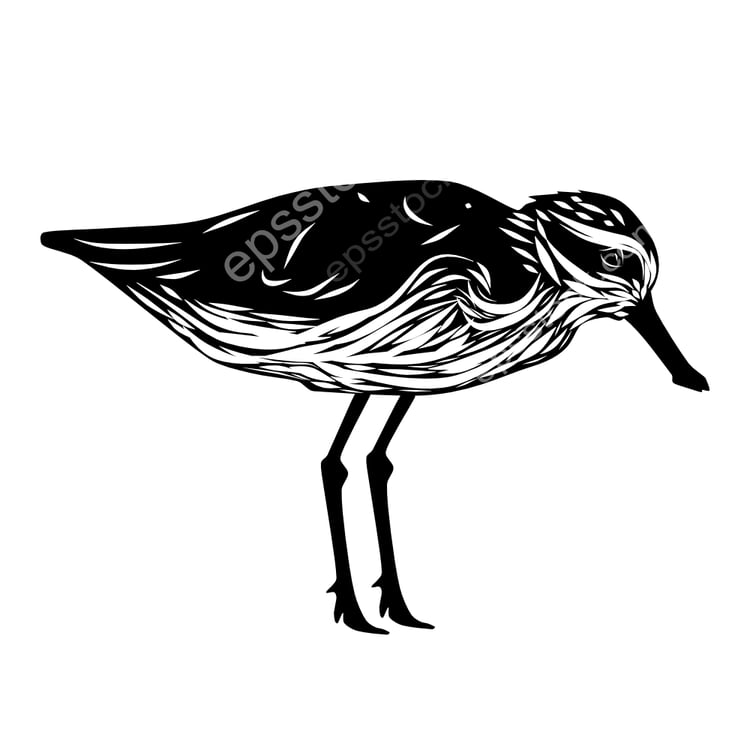 Spoon-billed Sandpiper bird