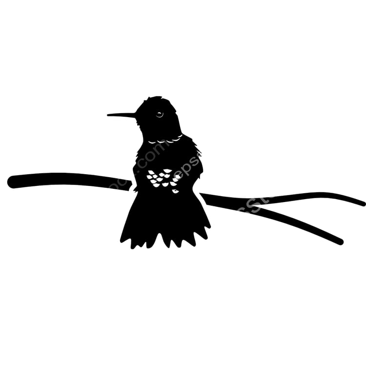 Violet-chested Hummingbird