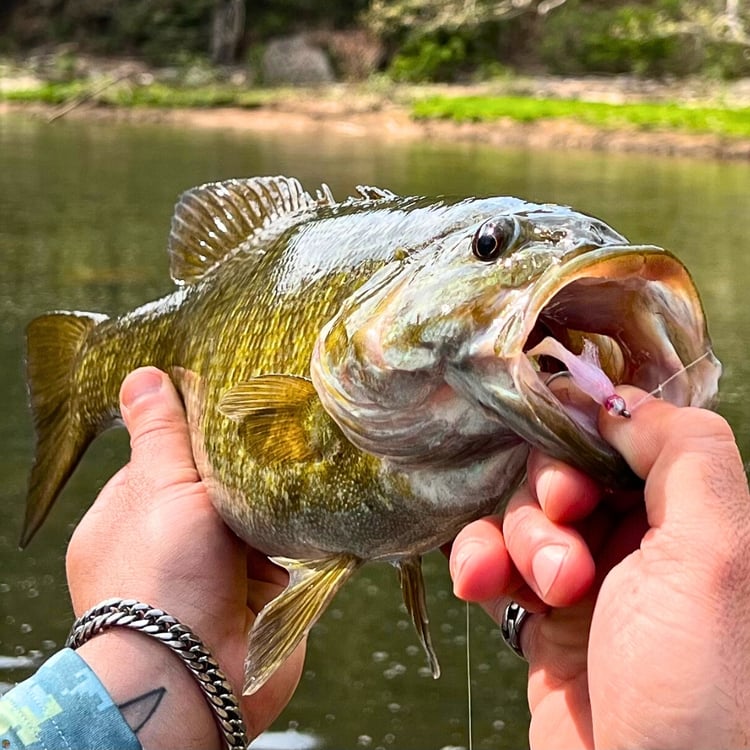 Close-up of a Maryland smallmouth bass with the Dub Minnow streamer fly, caught fly fishing the Youghiogheny River.