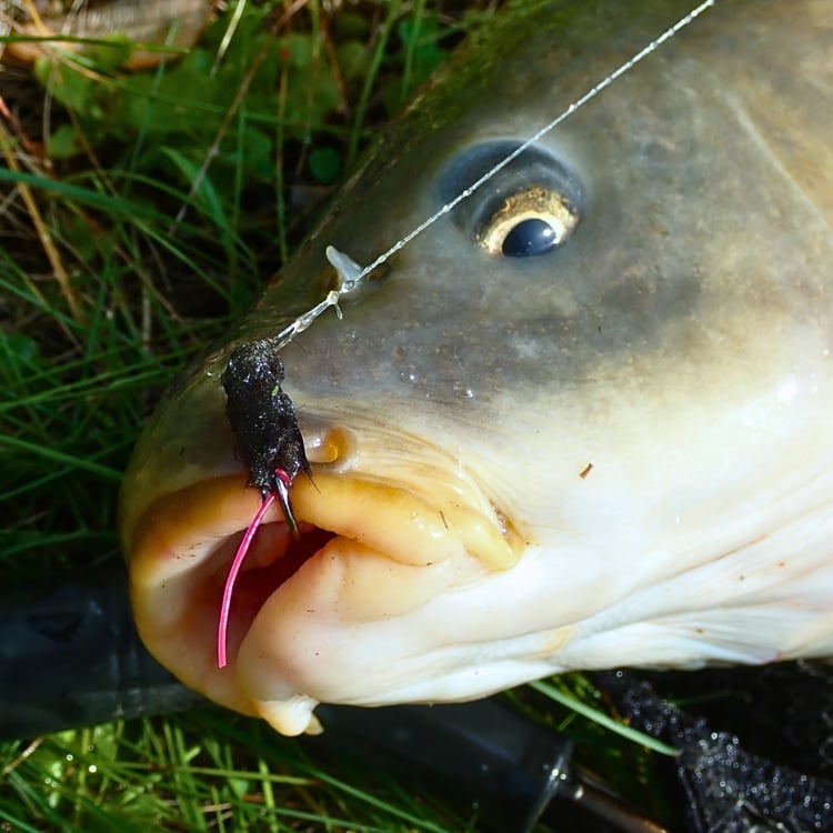 Close-up of a carp caught fly fishing with the Carp Vader Dark Hybrid fly, featuring a hot pink tail.