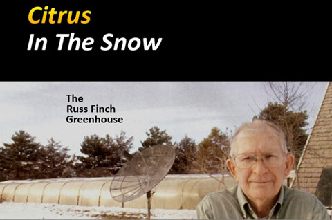 russ finch, citrus, greenhouse in the snow