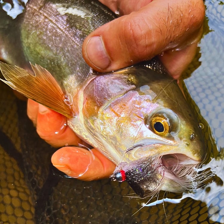 Rainbow trout in a landing net with a Dub Minnow streamer, caught on Ohio’s Clear Fork of the Mohican River.