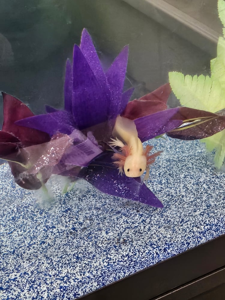 This is my classroom pet Twilight.