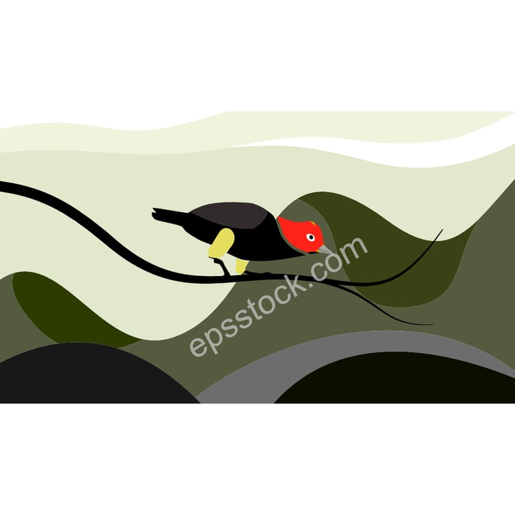 Red-capped Manakin illustration