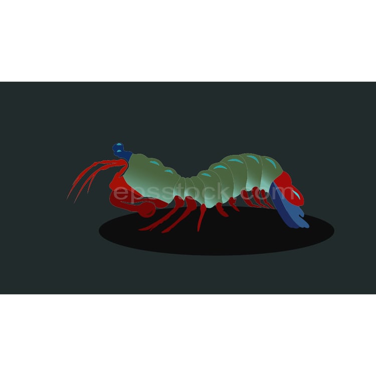 Mantis shrimp illustration